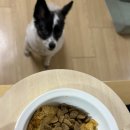 밥달라개