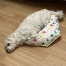 동해애견센터 이미지