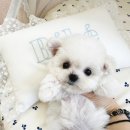 허니퍼피 이미지