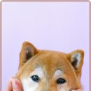 사랑가득 동물병원 이미지