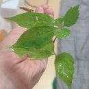 평창 자연산 무농약 8년근 산양 산삼 더 건강 부모님 건강선물
