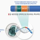 신라젠 6개월 개선기간 부여 이미지