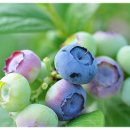 솔미농원 이미지