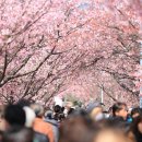 이제 곧 안양충훈벚꽃 축제가 다가오네요. 이미지