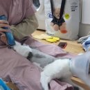 고양이무마취미용 묘갱살롱 이미지