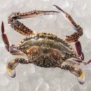 매천로 | 대구 매천시장 꽃게, 새우 현재 가격 시세 가을 제철 꽃게찜 후기