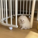 퍼피스토리 이미지