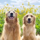 멍케이크 이미지