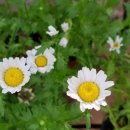 바우바우 이미지