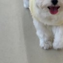 털로덮인 친구들 커먼그라운드점 이미지