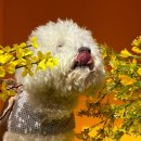 놀러오개 애견유치원 애견호텔 에버랜드점 이미지