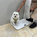 강아지 미용 | 세종애견미용 산책하는강아지에서 미용후기