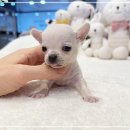 인천강아지분양 고양이분양 24시 데려가개 청라점 이미지