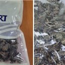 잔류 농약 초과 검출된 중국산 ‘이 버섯’ 이미지