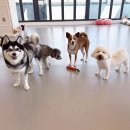 도기야드 이미지