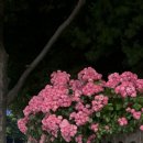 오비보스(OVIVOS) 이미지