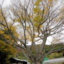 영천 정각리 삼층석탑 이미지