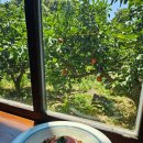 난산리-2 | 제주 난산리 카페 후기 | 뇨끼 라자냐 맛집 솔직 리뷰 성산 카페