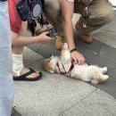 베어앤블리스1 | 강남레터링케이크 블리스하트 후기 해피베어데이 강남점 (강남무인픽업케이크)
