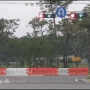 수완동 왕버들 이미지