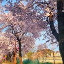 남대천제방길 이미지