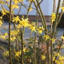 개나리공원 앞 이미지