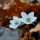 (주)마중 | [#7]2026년 봄마중_울산 황토전 변산바람꽃 복수초 '26.2.26(목)