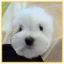 크림푸들 가족이야기 | 안산말티푸분양, 사랑스러운 크림말티푸 입양 후기!