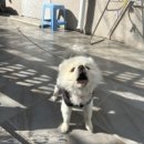 바다웽이
