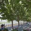 은행나무길 대여소 이미지