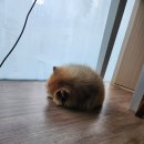 마이펫 부산대점 이미지