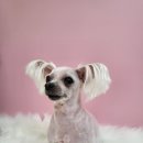 멍멍나래 이미지