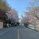 오산과 사성암 그리고 섬진강 벚꽃구경 이미지
