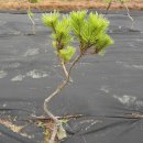 소나무목장 이미지