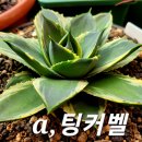 팅커벨 이미지