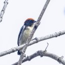 Acorn Woodpecker 도토리딱다구리 이미지