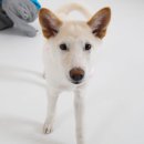 행복을 주는 노랑멍멍 | 스튜디오 유나 강아지 스냅사진 촬영 후기 : 피스멍멍 유기견 입양 홍보