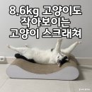 뚱냥이도 작아보이는 특대형 고양이 스크래쳐 오케이펫코리아 다슬이 PILLOW700 내돈내산 솔직후기 (그...