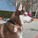 꼬야애견 | 선택이 아닌 필수! 출력하라 커스텀 아크릴 네임택(인식표) 솔직한 후기!