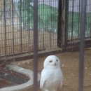 부엉이 - 천안시 서북구 성정공원3길 8 | 부엉이