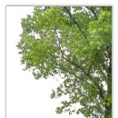 젊은날의수채화 이미지