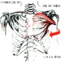 상박골 | 대구어깨통증치료/야구에서의 어깨의 기능적 해부 생리학 및 역학 -대구 어깨관절 치료 대구 사랑모아...