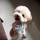 그린애견샵 이미지