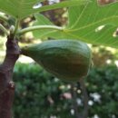 무화과나무 이미지