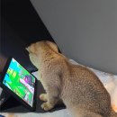 나도 고양이 생겼다 | 하남 미사 최고의 힐링촌 바로 여기!! 고양이 만화카페 냥이툰