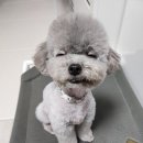 러브시티독 네이버블로그