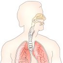 보험 가입 전 폐결핵 병력…사망보험금 지급 거절 이미지