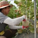 석진 농장 이미지