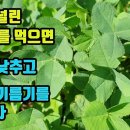 토끼풀-주변에 널린보약-이소플라본이 콩의 10배, 피를 맑게하며 혈압을 내리고, 혈액속 기름기를 제거해 동맥경화를 예방한다, 당뇨병을 이미지