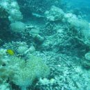 Main function of Coral reef..! 이미지